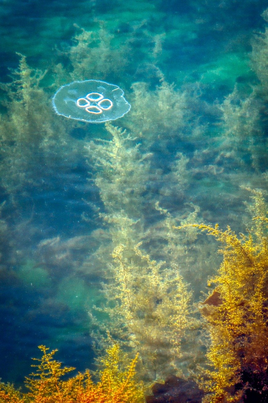 jellyfish, seaweed, north sea